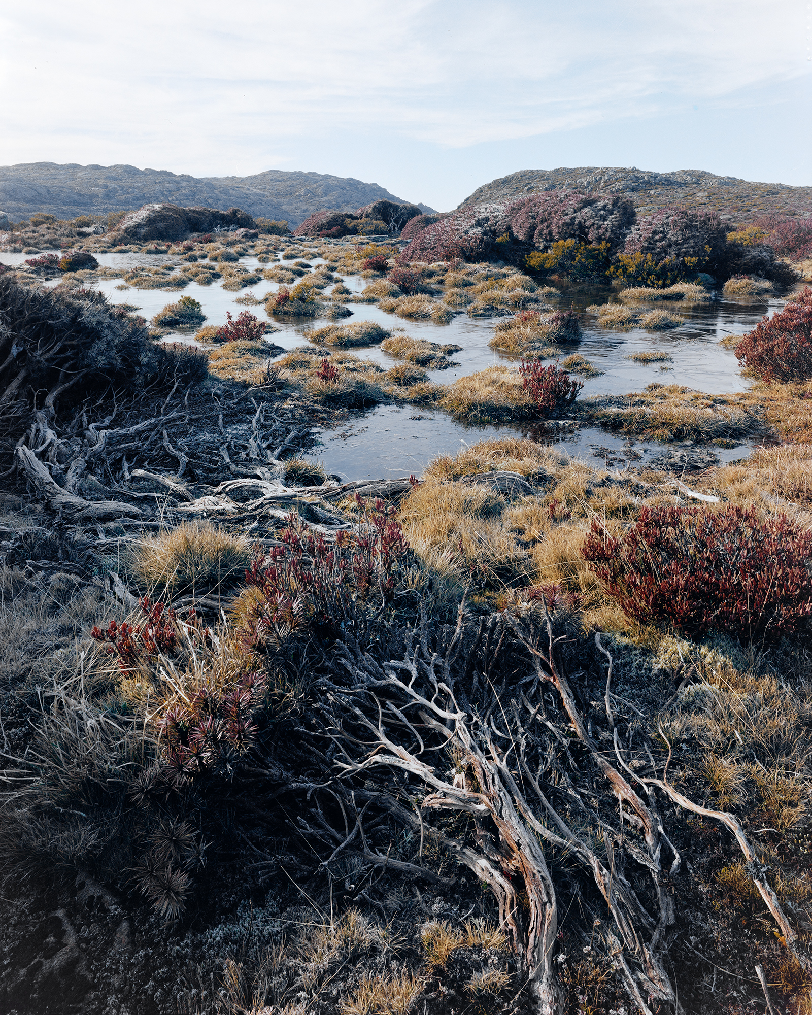 Alpine vegetation, water and fells in the background