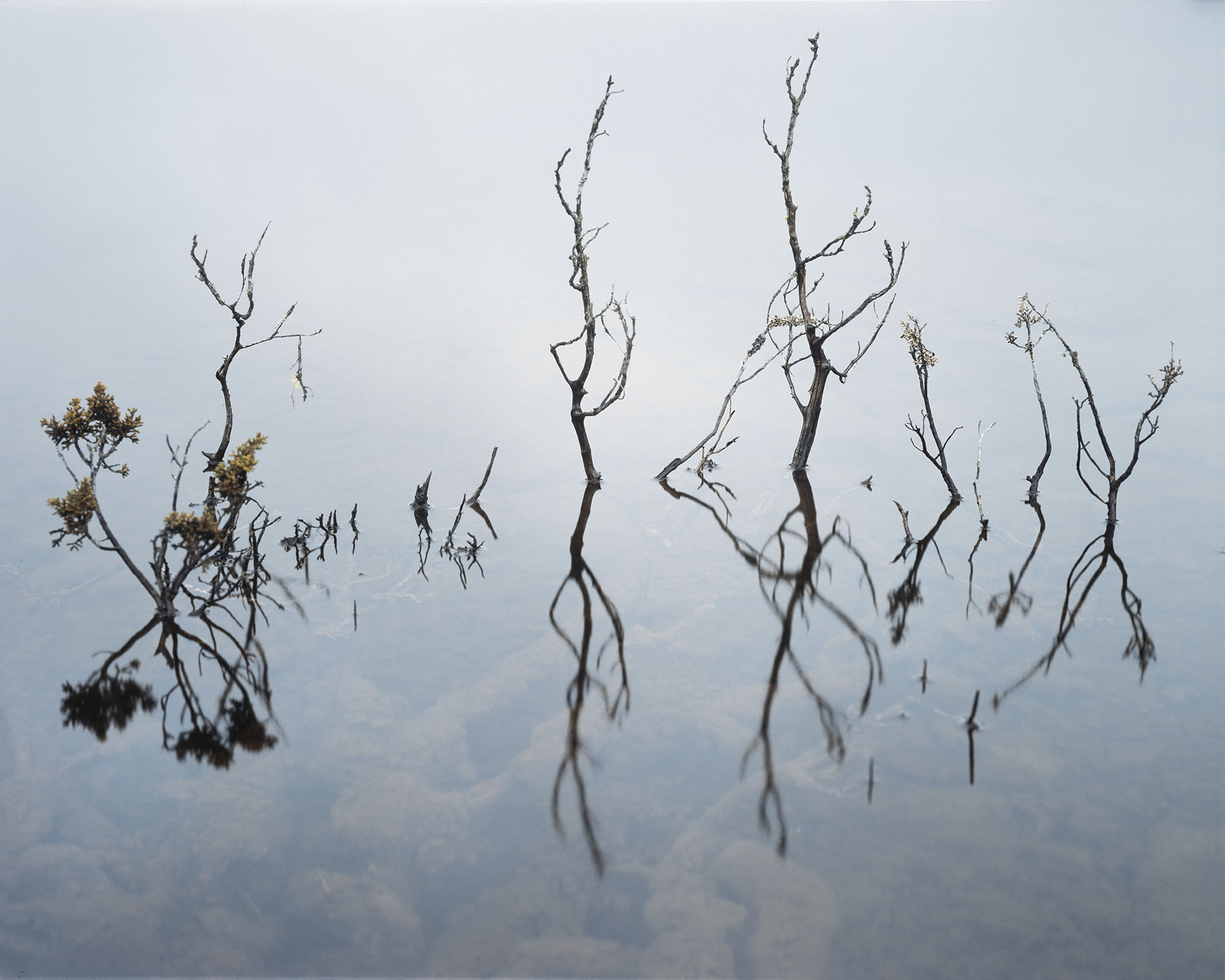 Reflection of plant in still waters
